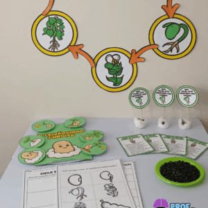 CICLO DO FEIJÃO